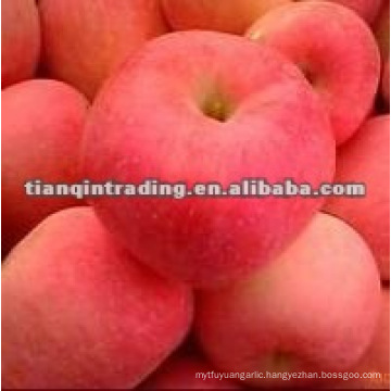 shandong fresh red fuji apple